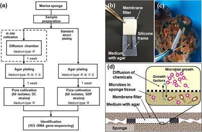 Triggering Growth via Growth Initiation Factors in Nature: A Putative Mechanism for in situ Cultivation of Previously Uncultivated Microorganisms